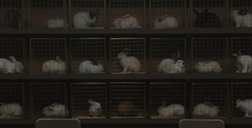 white rabbits from Us