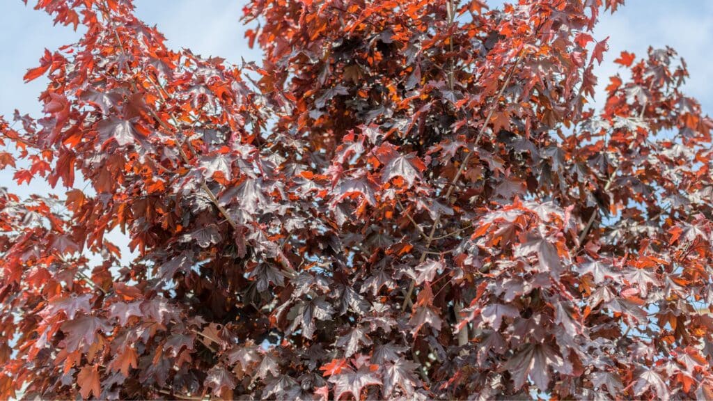 upper-crown-of-a-crimson-maple-in-the-sun