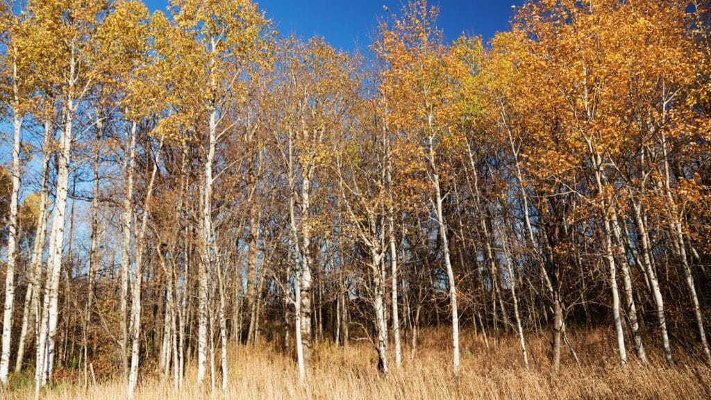 grove-entirely-made-up-of-quaking-aspen-on-a-clear-day