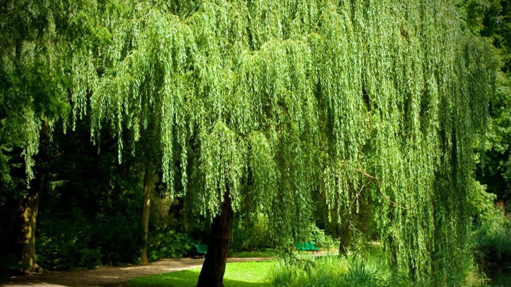 weeping-willow-in-the-sun-in-front-of-a-path-and-forest
