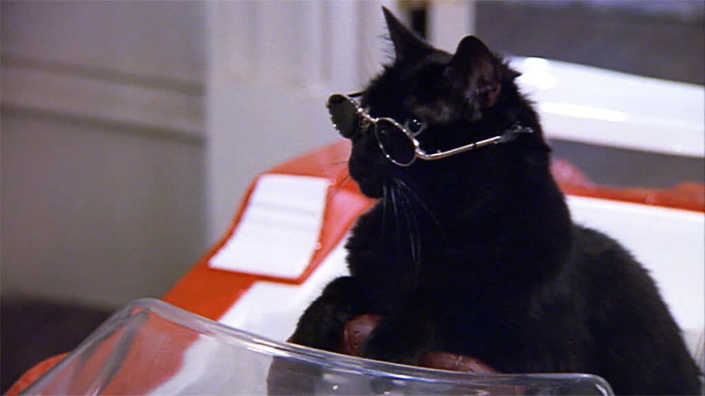 black-cat-salem-from-sabrina-the-teenage-witch-wearing-sun-glasses-fictional-felines