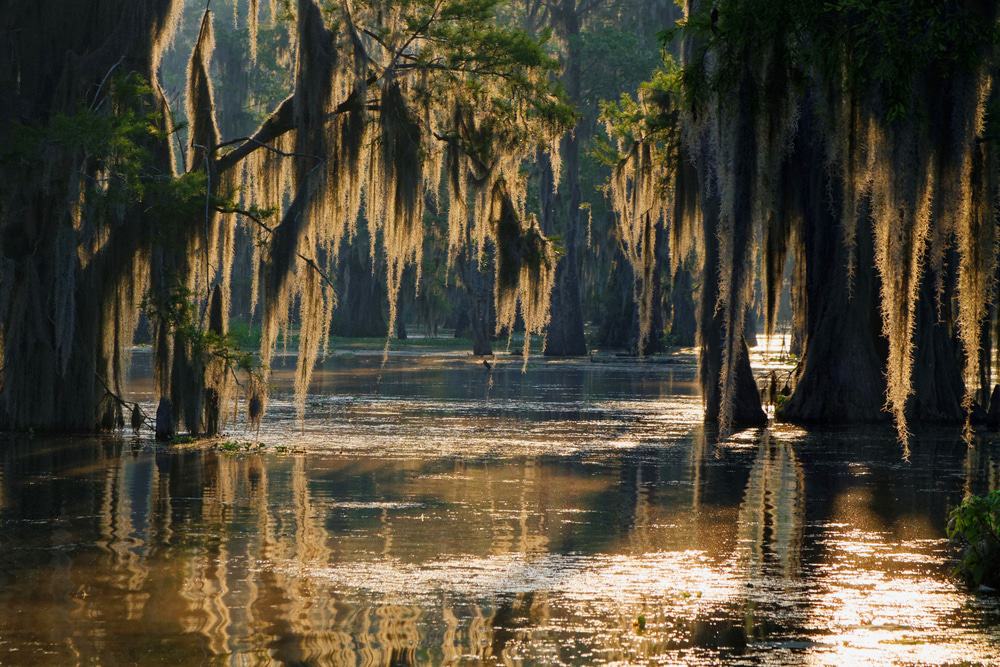 Image-of-Louisiana-Swamp