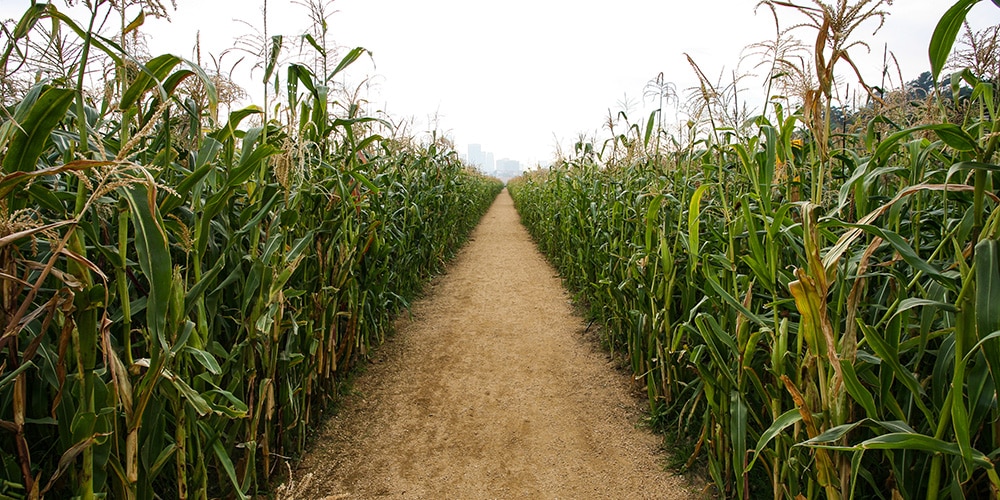 Image-of-cornfield-with-a-dirt-track-running-through-the-middle-cityscape-in-the-background
