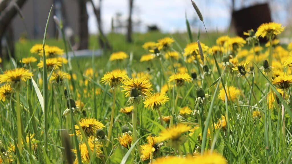 5-weeds-to-make-your-writing-interesting-image-of-a-field-of-dandilions