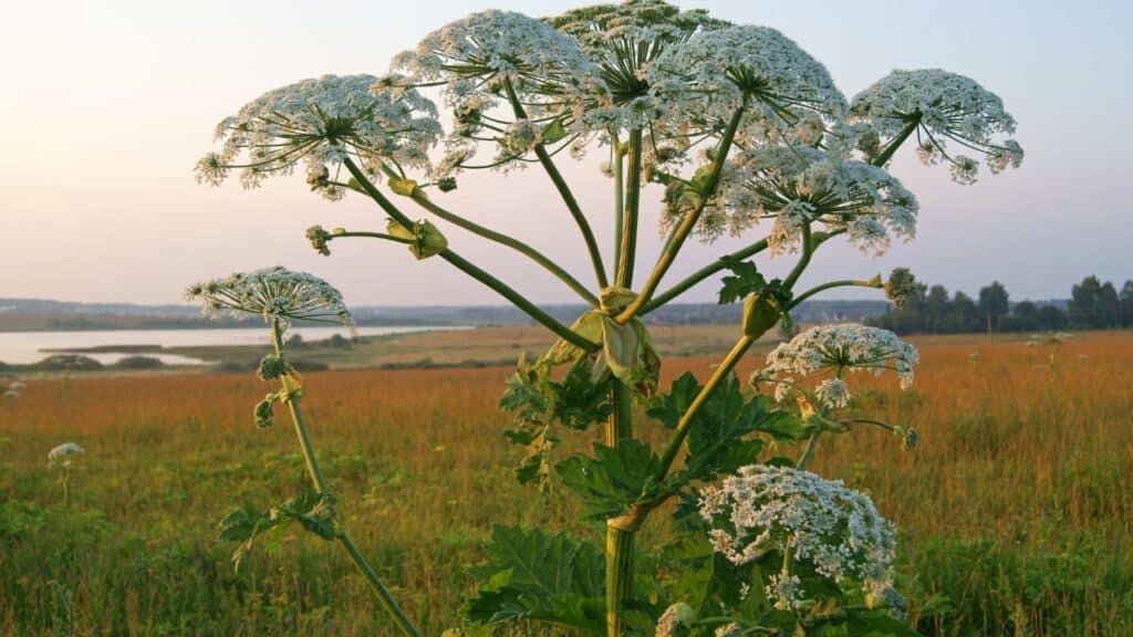 5-weeds-to-make-your-writing-interesting-giant-hogweed-in-front-of-a-sunset