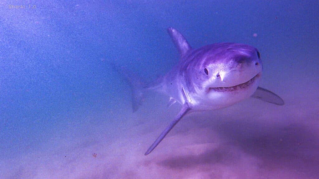 Image-of-great-white-shark-in-cape-cod