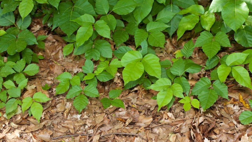 5-weeds-to-make-your-writing-interesting-image-of-poison-ivy-on-leaf-covered-ground