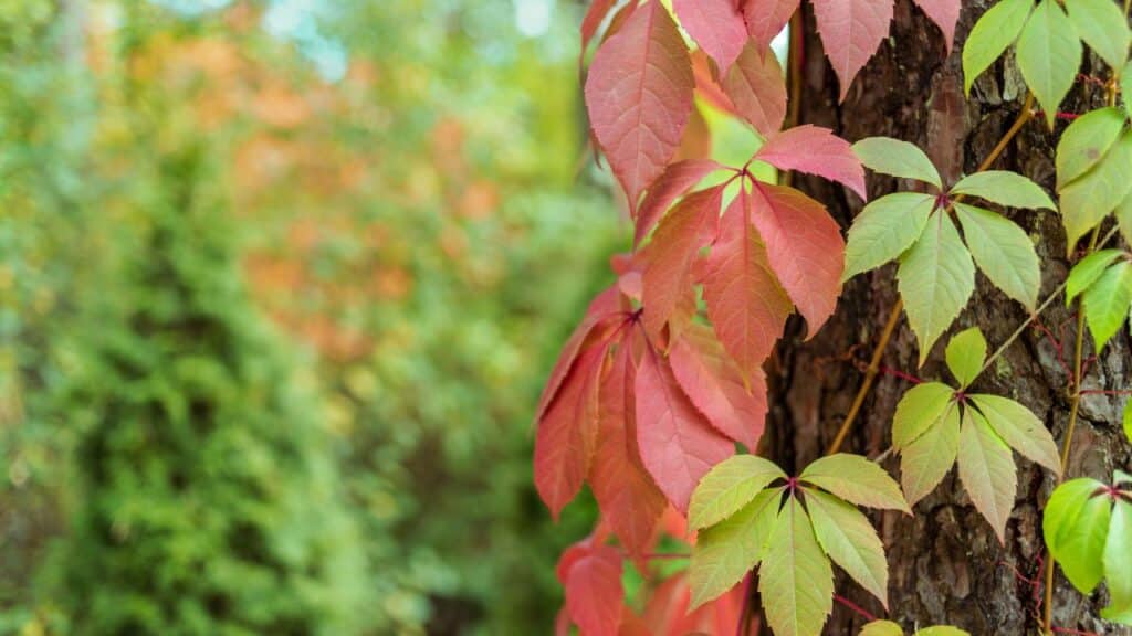5-weeds-to-make-your-writing-interesting-virginia-creeper-with-red and-green-leaves-climbing-a-tree