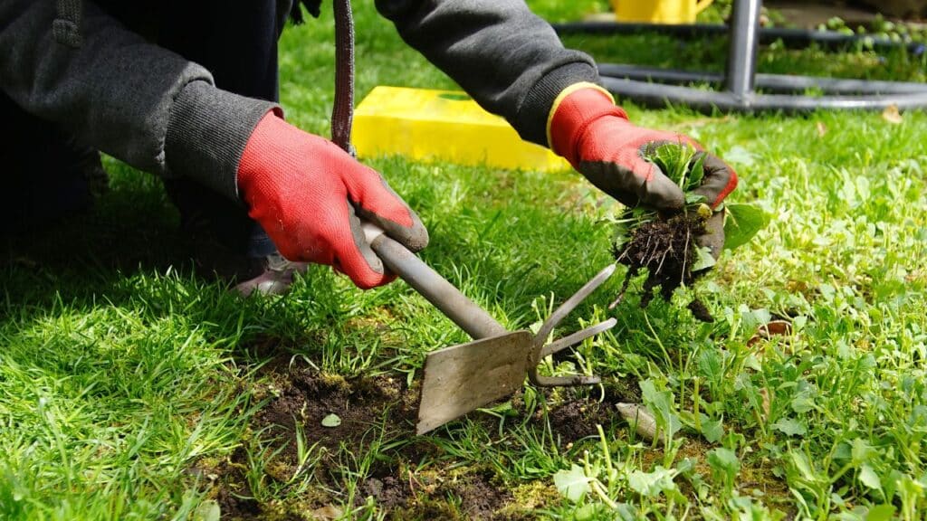 5-weeds-to-make-your-writing-interesting-image-of-a-person-with-red-gloves-gardening-with-a-trowel