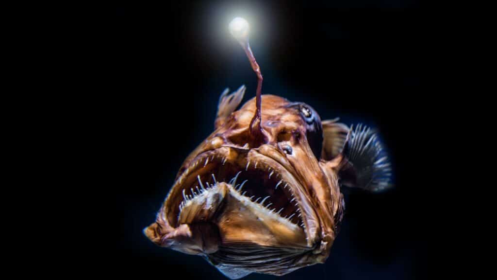 sensational-ocean-themes-to-write-about-this-national-clean-beaches-week-angler-fish-in-a-stark-black-background