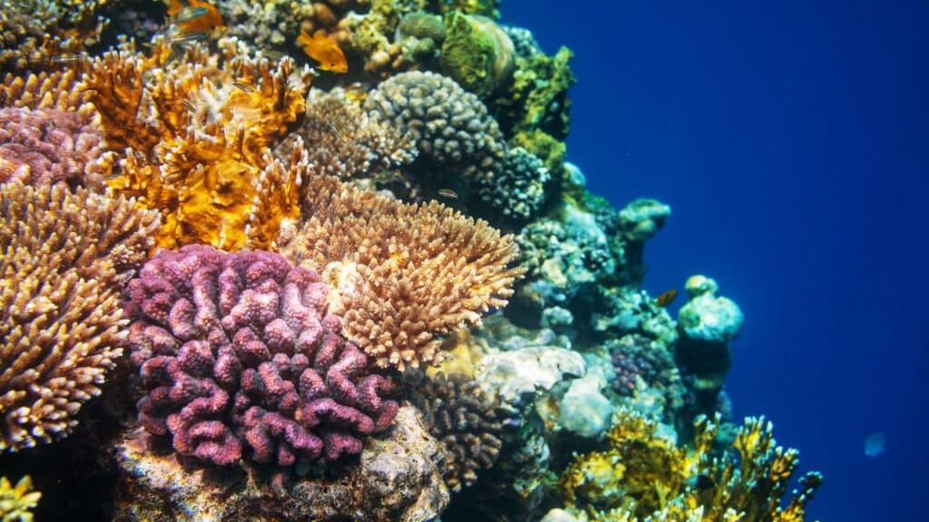 sensational-ocean-themes-to-write-about-this-national-clean-beaches-week-colorful-coral-reefs-in-deep-blue-sea