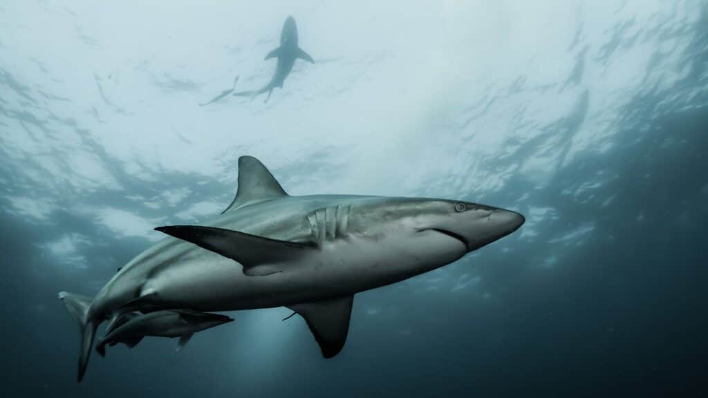 Why We Want More Sharks in New Book Releases